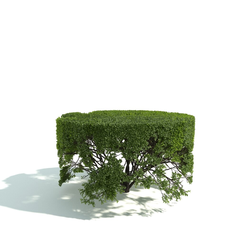 Garden Hedge Trimmed Modello 3D