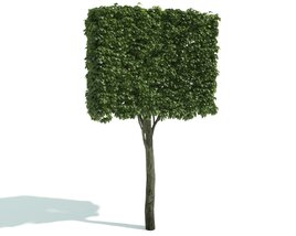 Square-Crowned Tree 3D 모델 