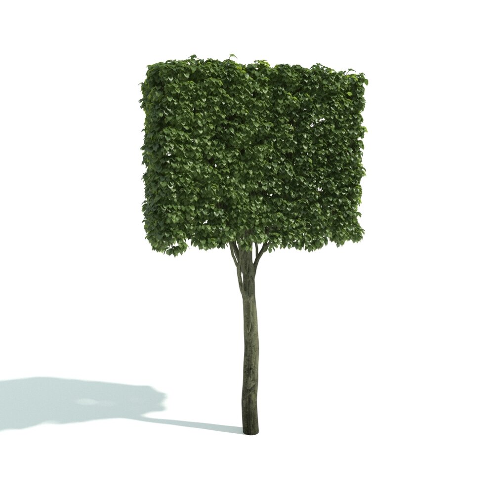 Square-Crowned Tree Modello 3D