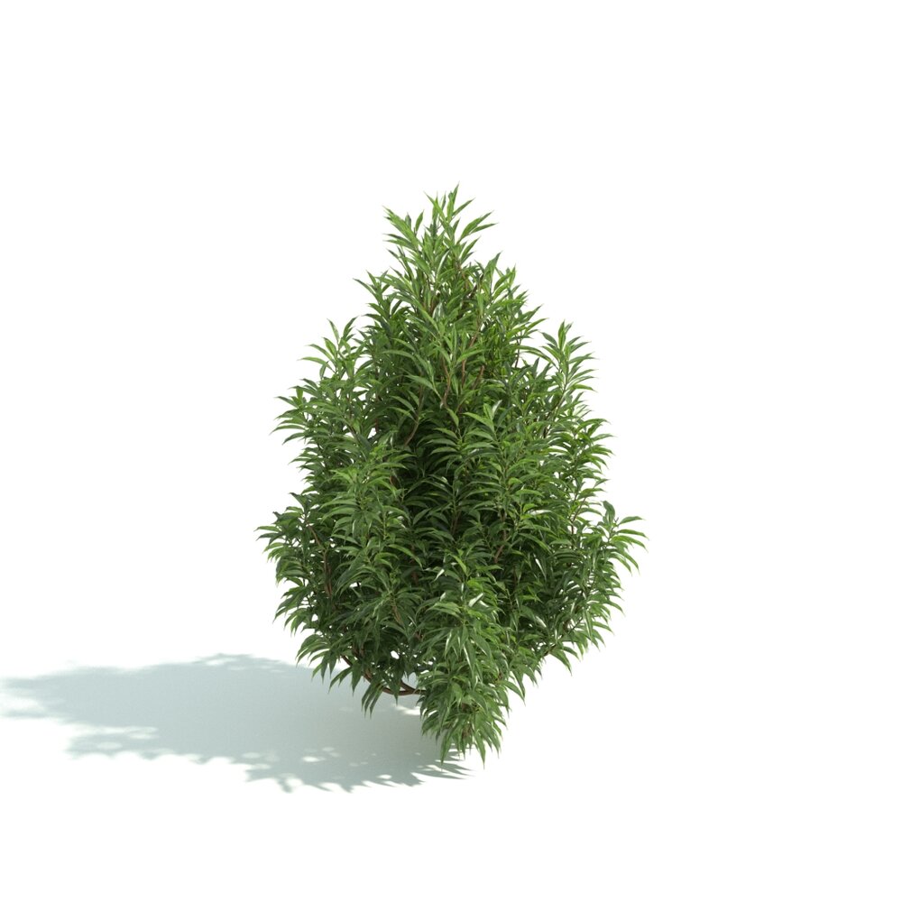 Green Plant for Hedge 3D модель
