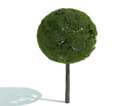 Round Topiary Tree Modèle 3D