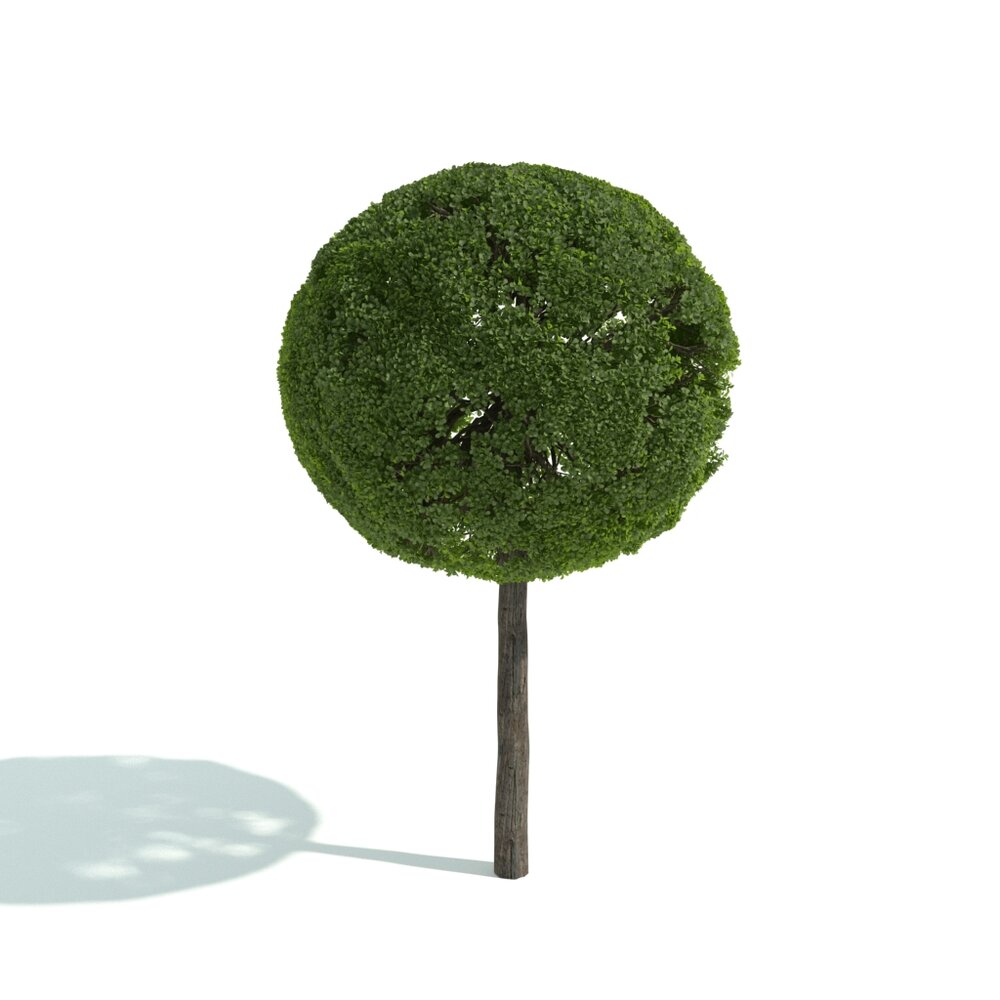 Round Topiary Tree Modello 3D