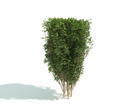 Shrubbery Green Hedge 3D-Modell