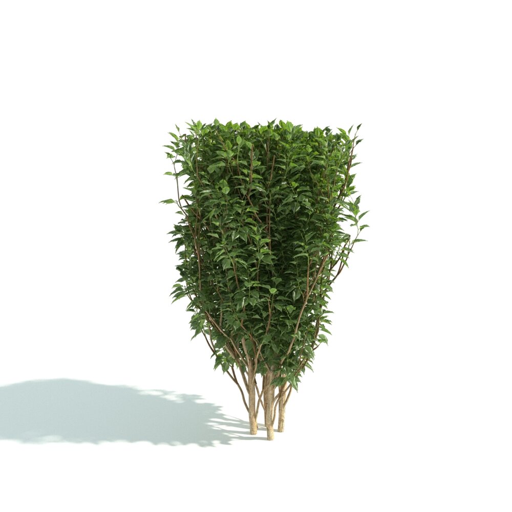 Shrubbery Green Hedge 3D model