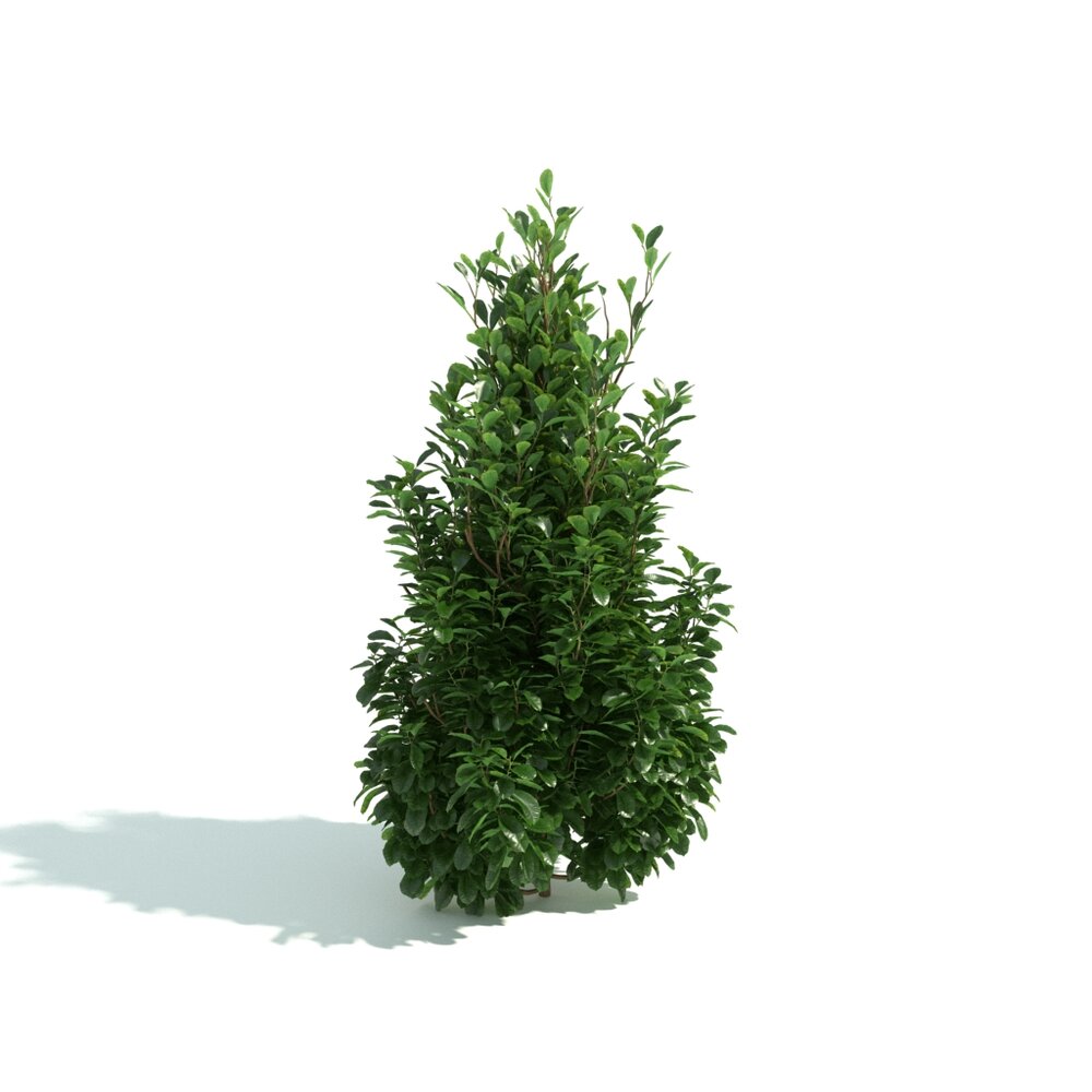 Small Verdant Shrub Hedge 3Dモデル