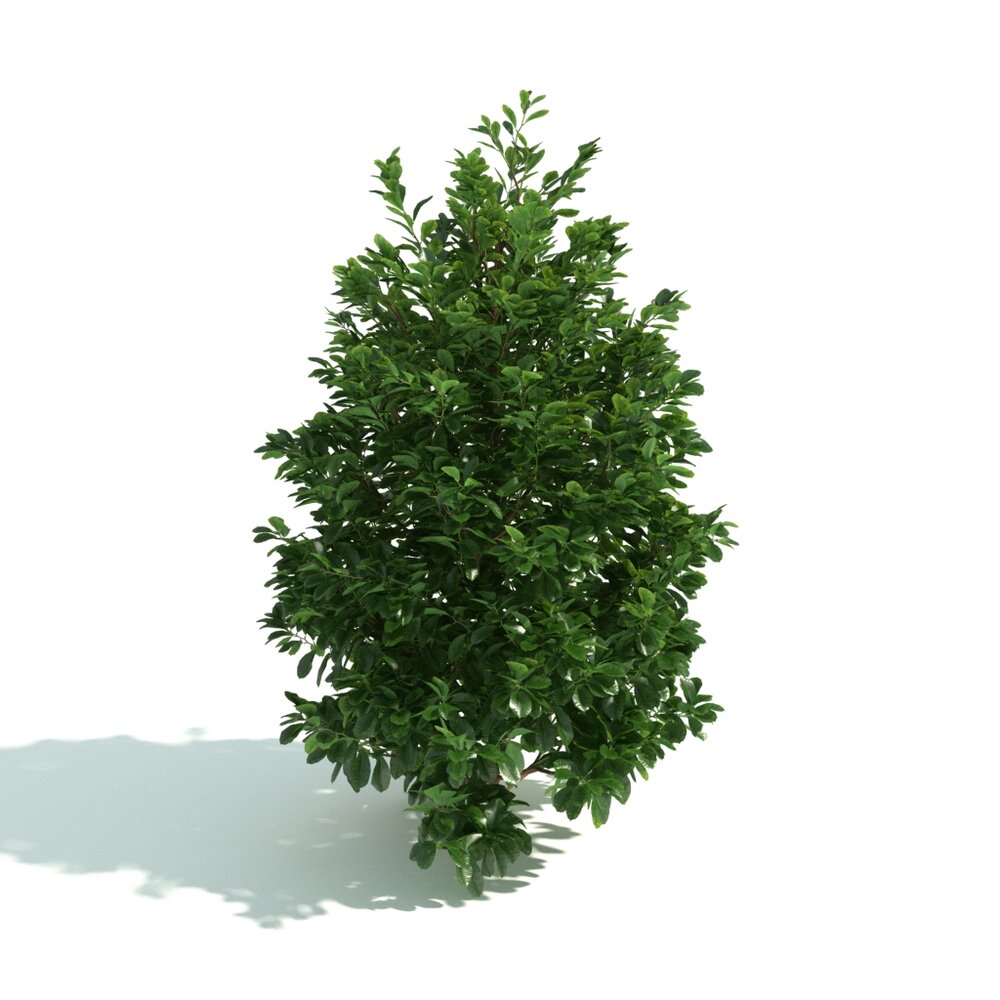 Verdant Shrub Hedge 3Dモデル