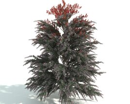 Verdant Shrub with Red Tips 3D 모델 
