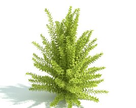 Verdant Small Shrub Plant Modello 3D