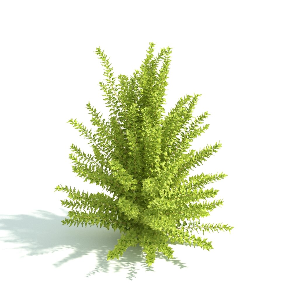Verdant Small Shrub Plant 3D модель