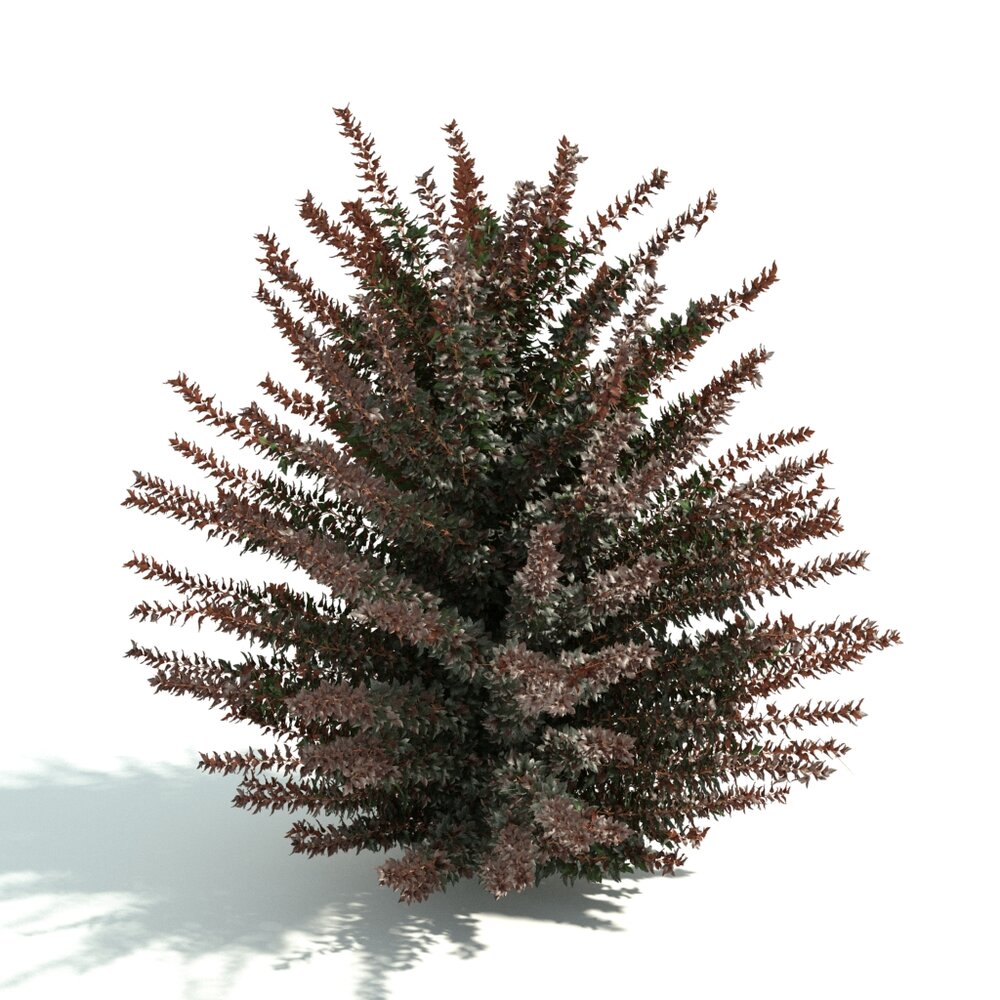 Bushy Evergreen Shrub Modello 3D