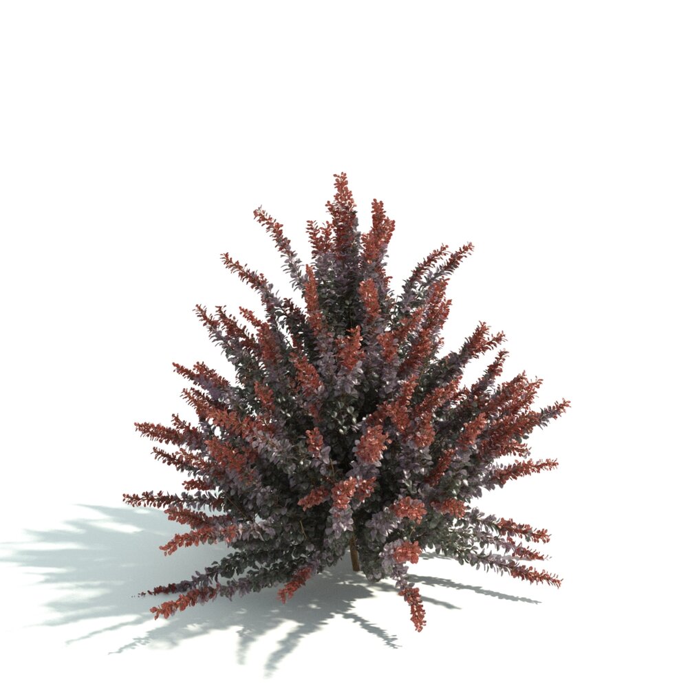 Red-Tipped Shrub Render 3D 모델 
