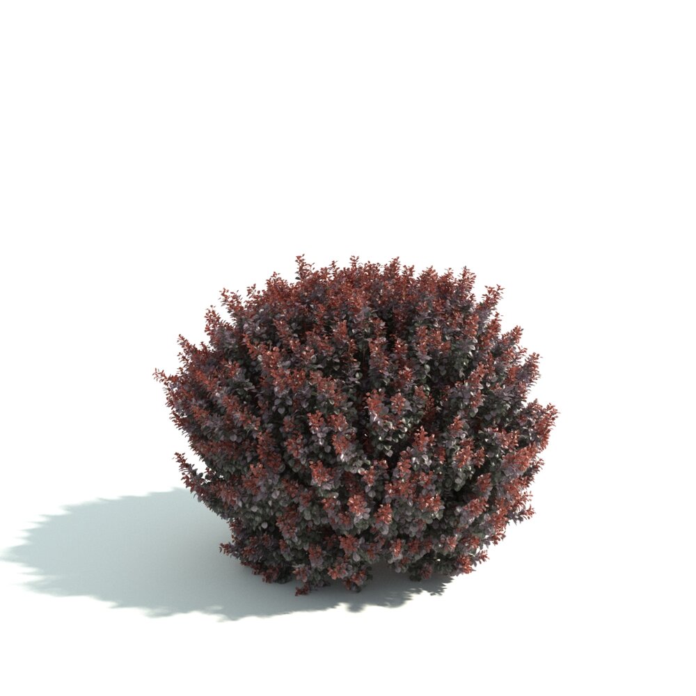 Red Bush Hedge 3D model