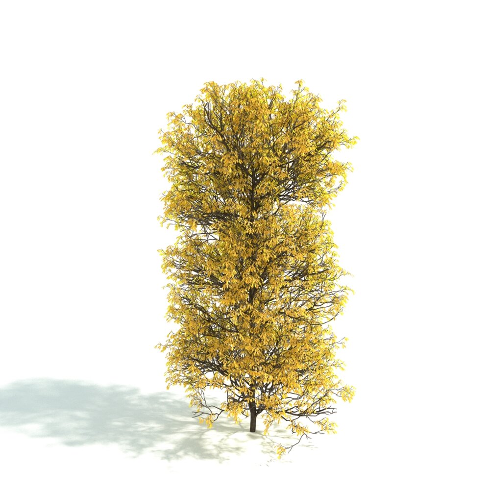 Golden Autumn Tree 3D 모델 