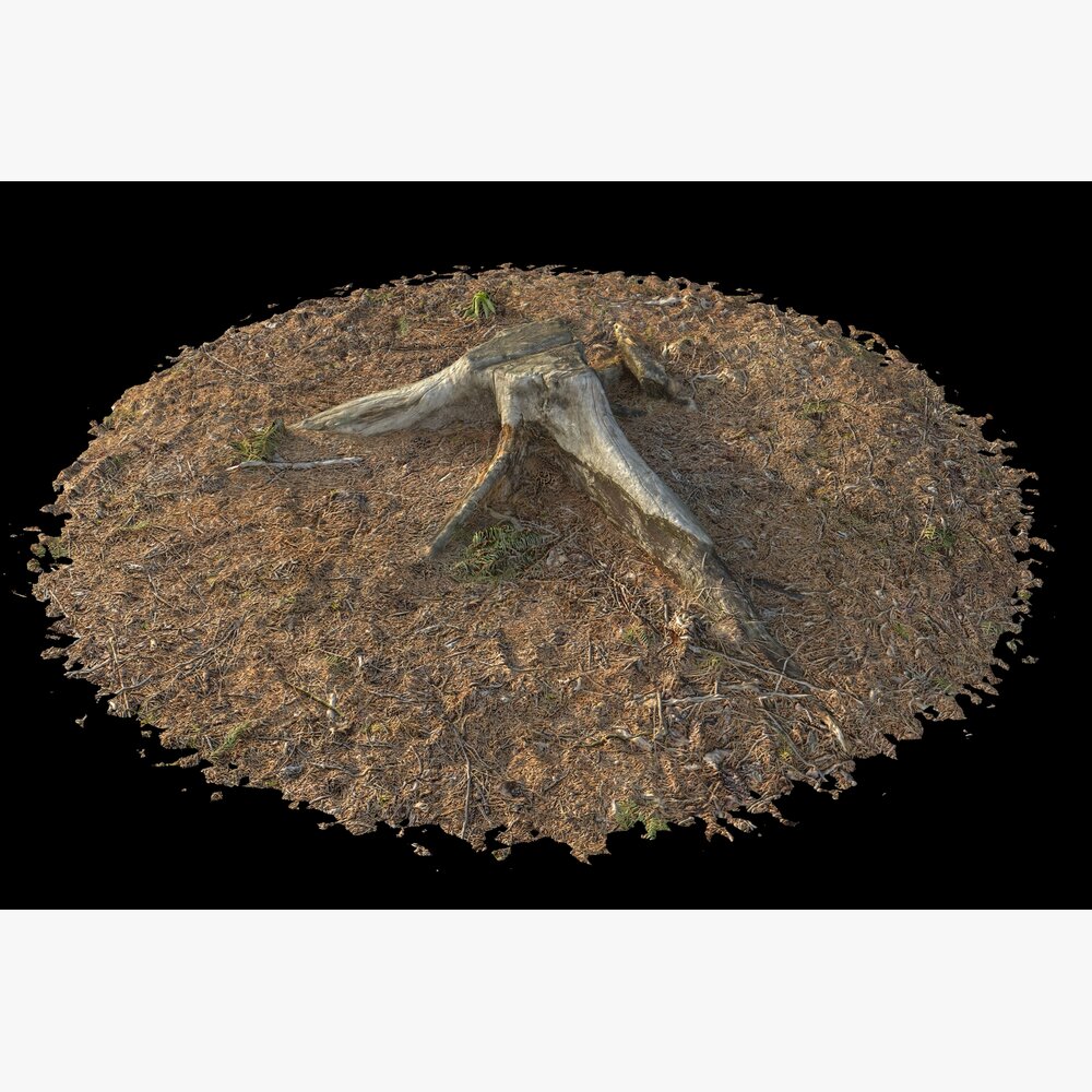 Tree Stump on Soil 3D модель