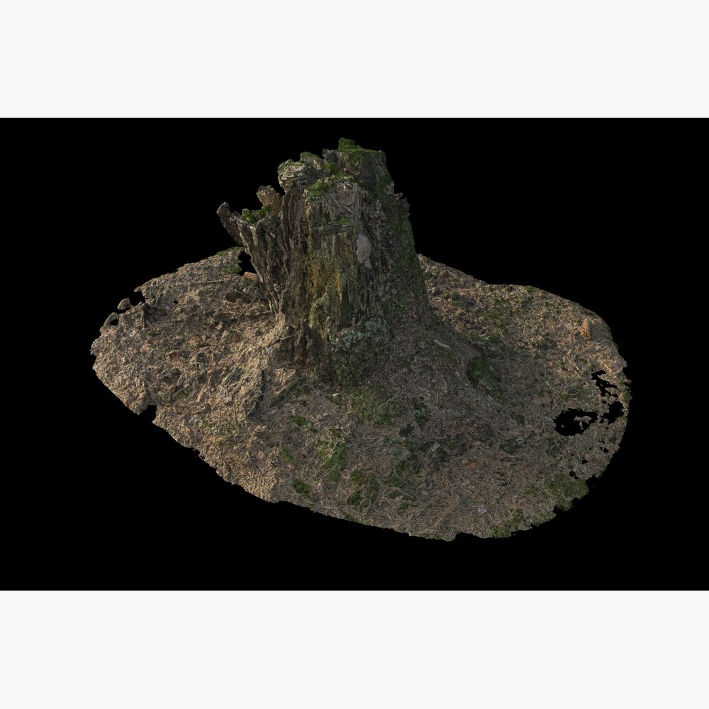 Isolated Tree Stump Modello 3D