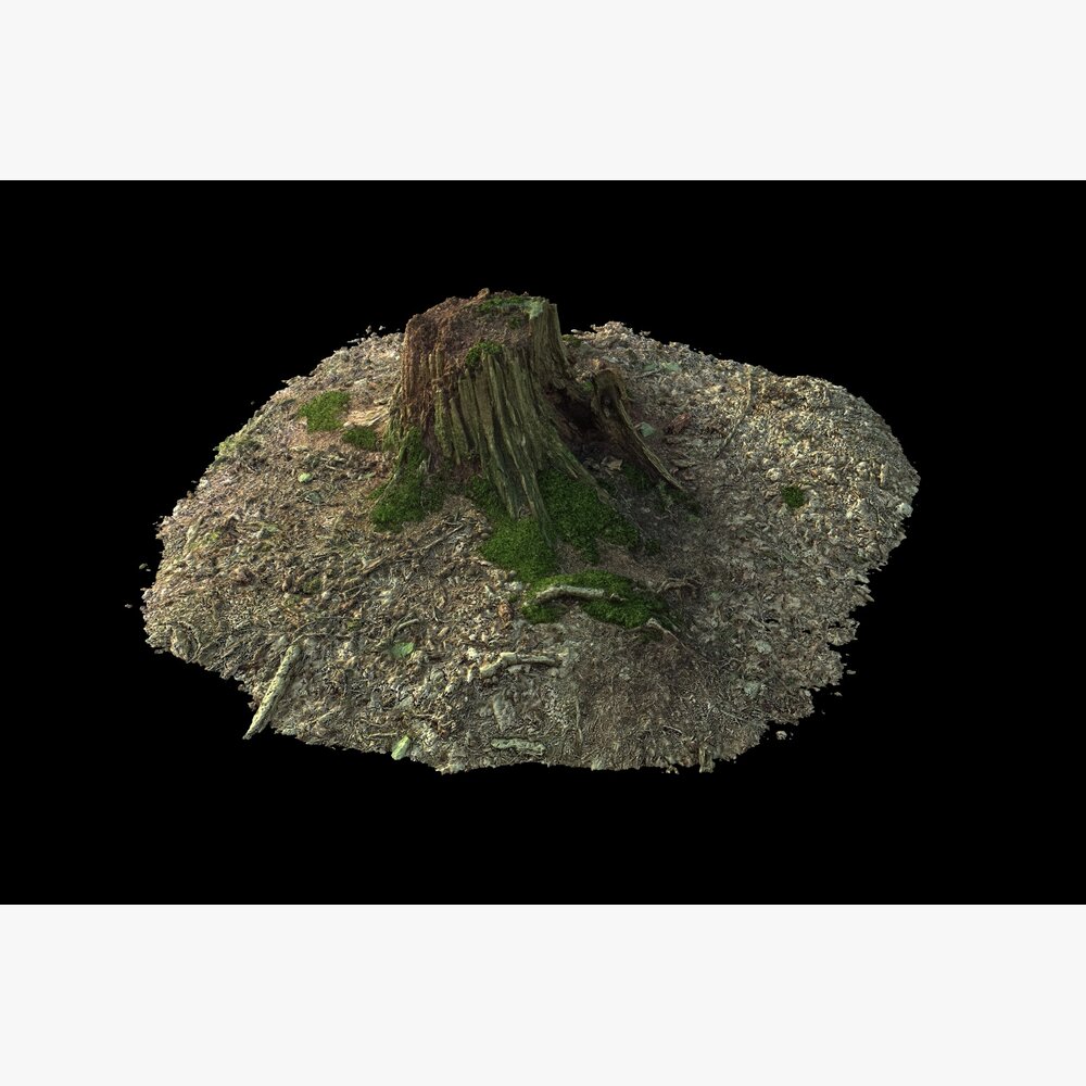 Tree Stump on Soil 03 3D 모델 