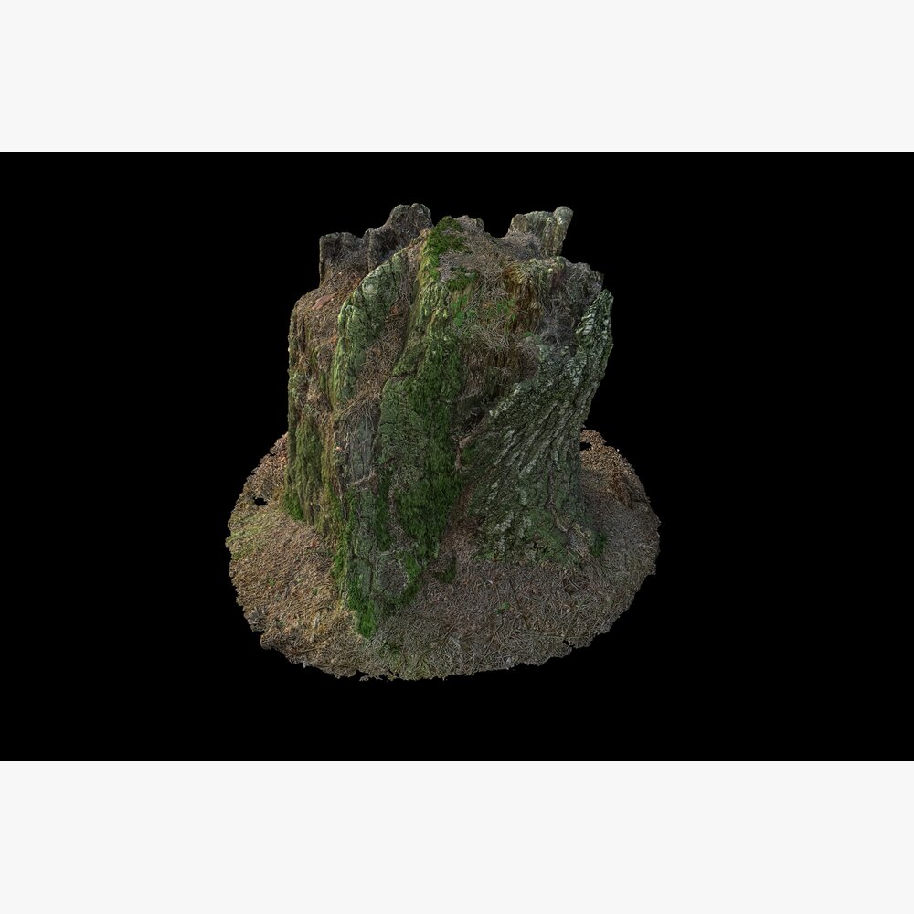 Tree Stump on Soil 04 3D 모델 