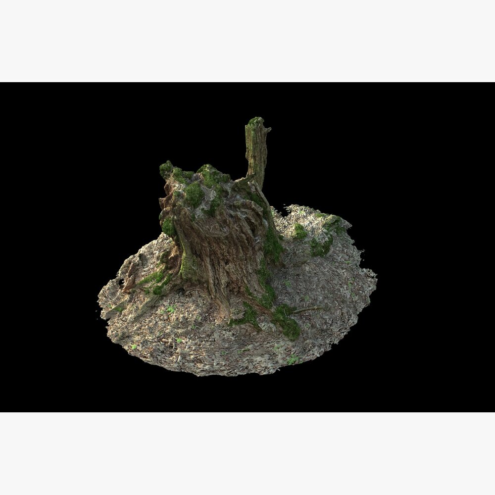 Ancient Tree Stump 3d model