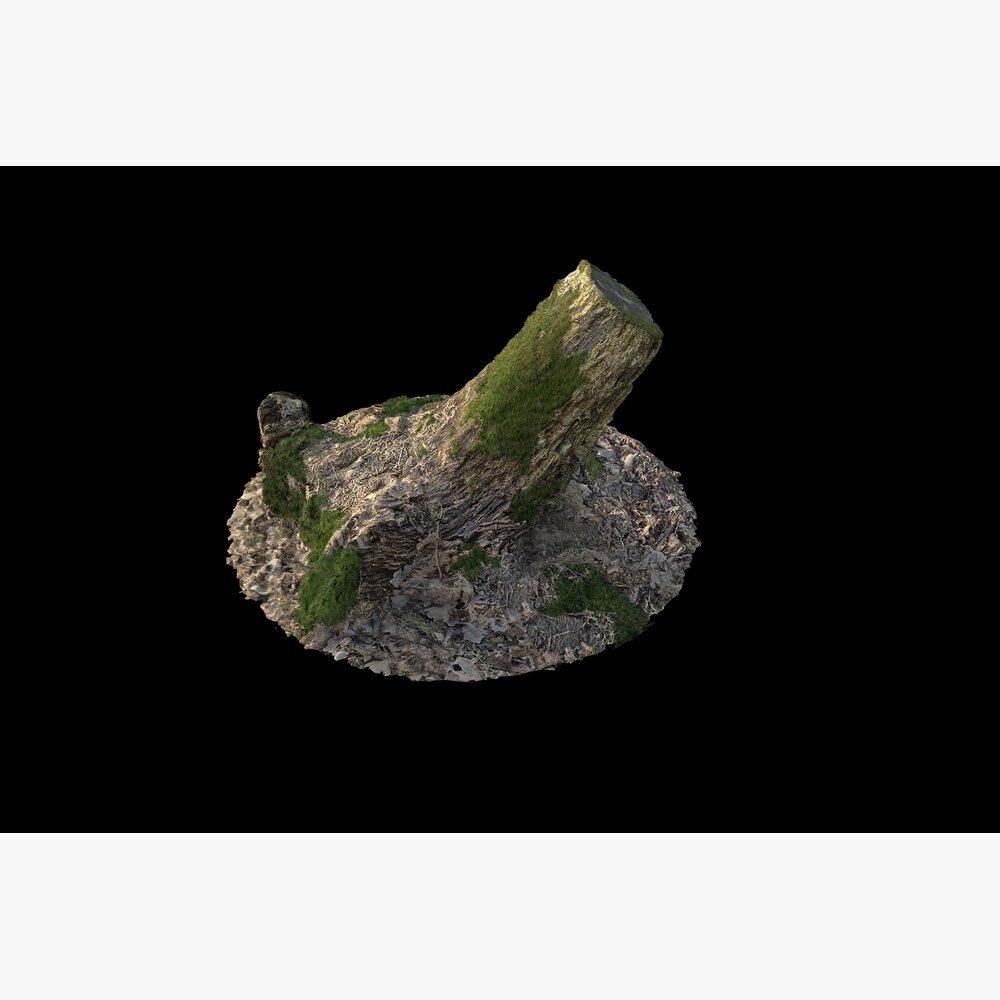 Tree Stump on Rock Modello 3D
