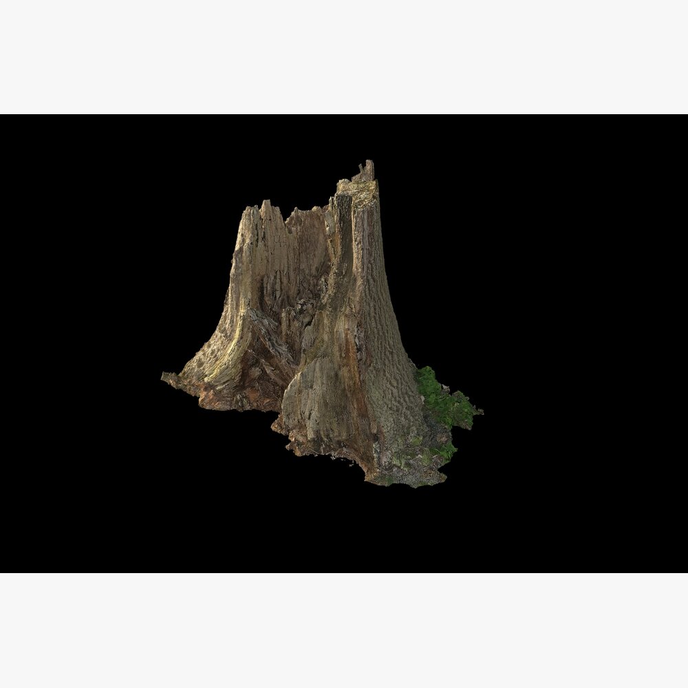 Tree Stump 16 Modelo 3D