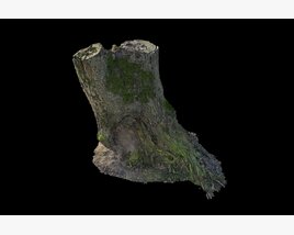 Tree Stump 17 Modello 3D