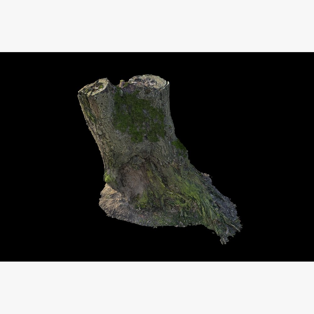 Tree Stump 17 3D модель