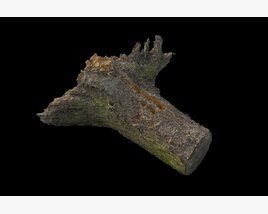Tree Stump 18 3D модель