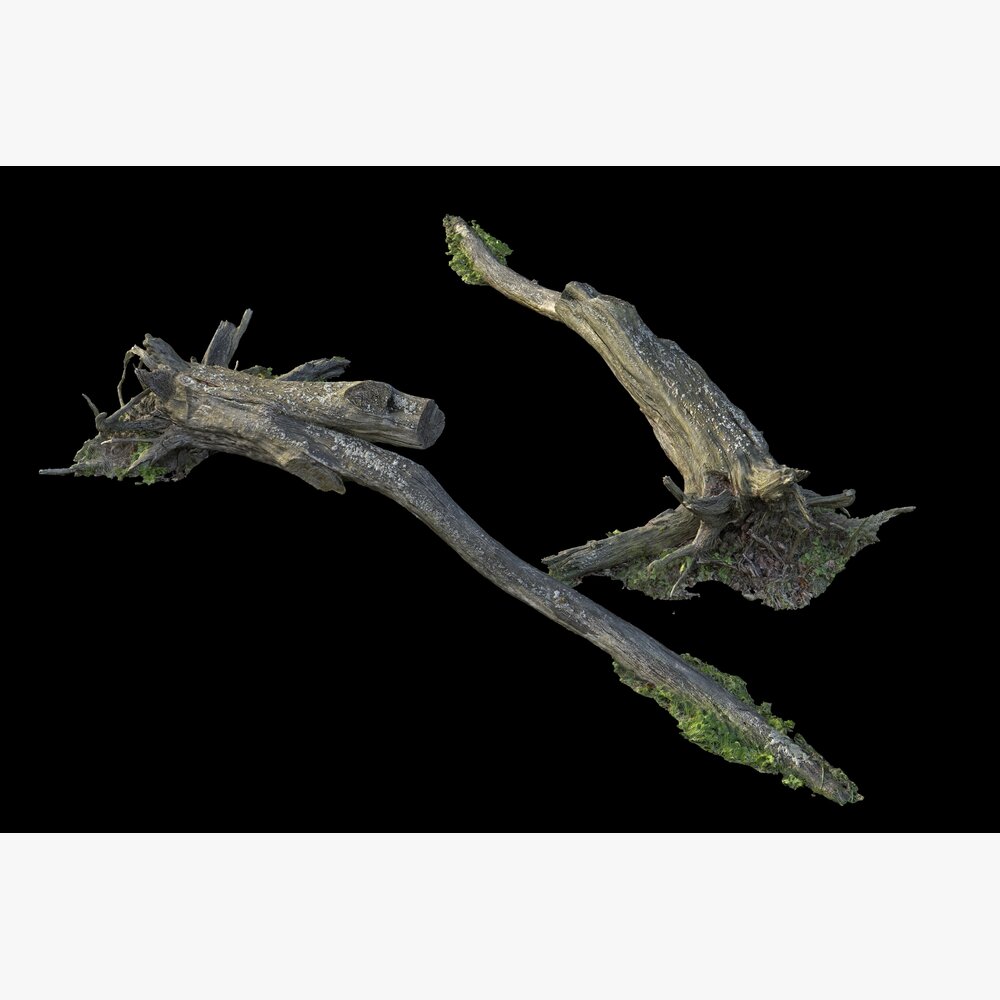 Tree Branch 31 3Dモデル