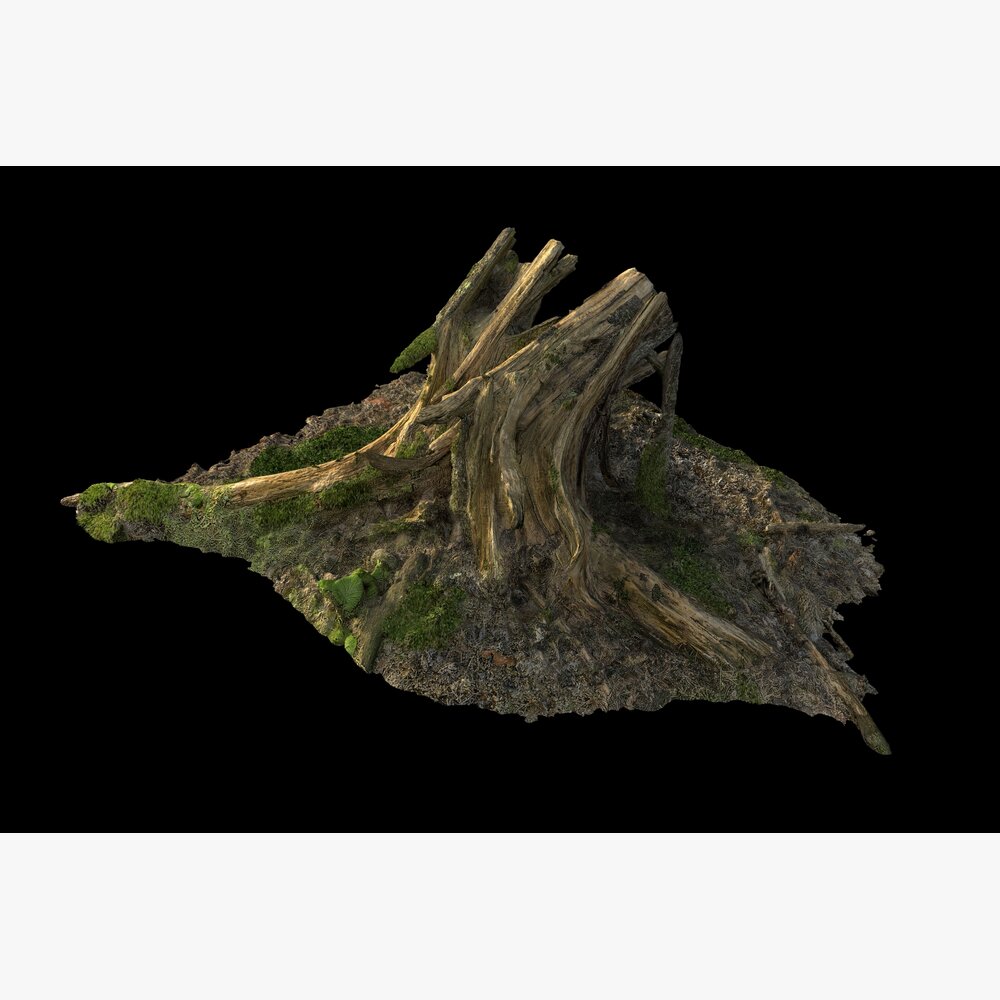 Tree Stump 24 3D модель