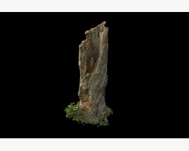 Tree Stump 25 3Dモデル