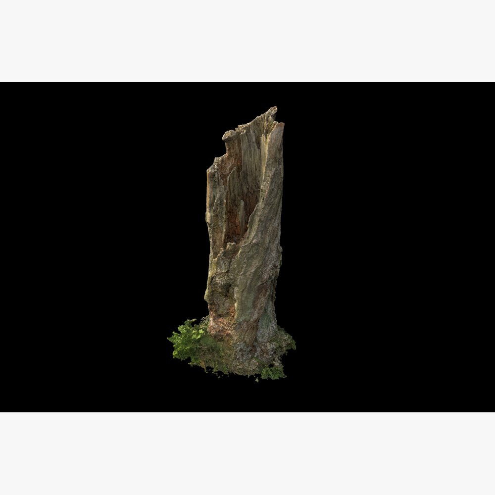 Tree Stump 25 3D-Modell