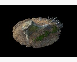 Tree Stump 30 3Dモデル