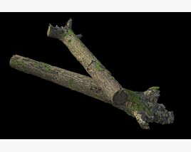 Tree Branch 38 3D模型