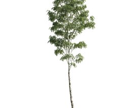 Young Birch Tree Modèle 3D