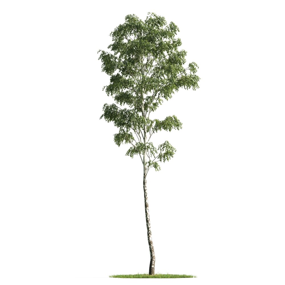 Young Birch Tree 3D модель