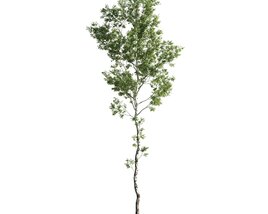 Solitary Tree 02 3D модель