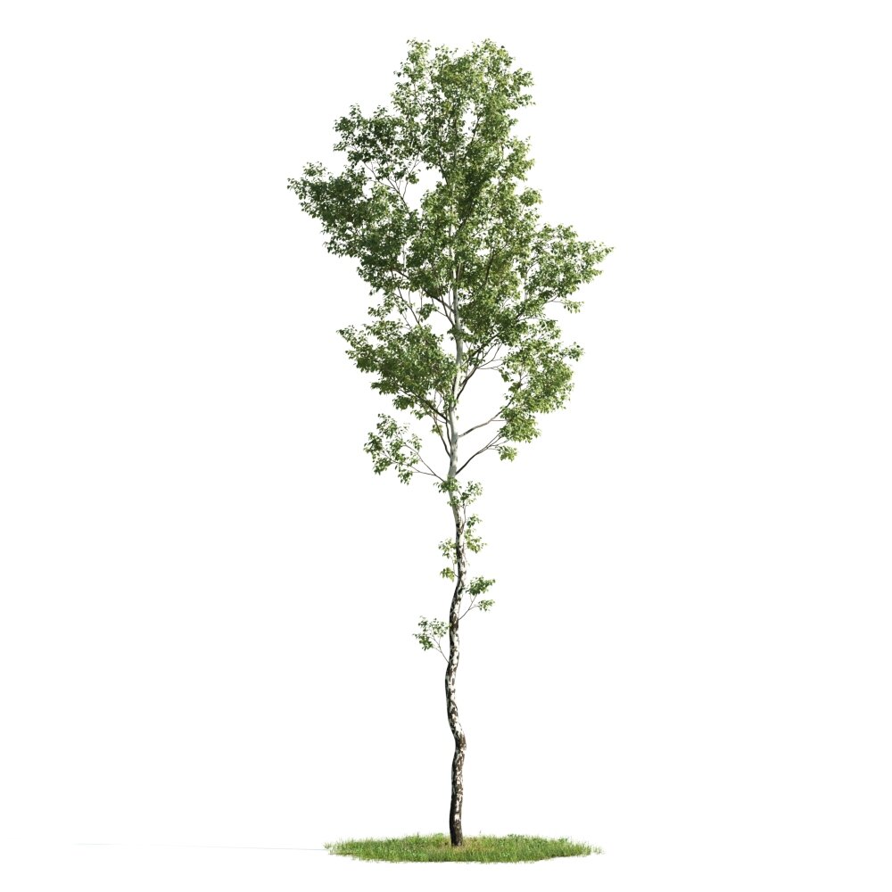Solitary Tree 02 3D model