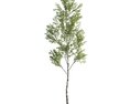 Solitary Tree 03 Modello 3D