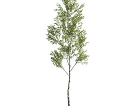 Solitary Tree 03 3D model