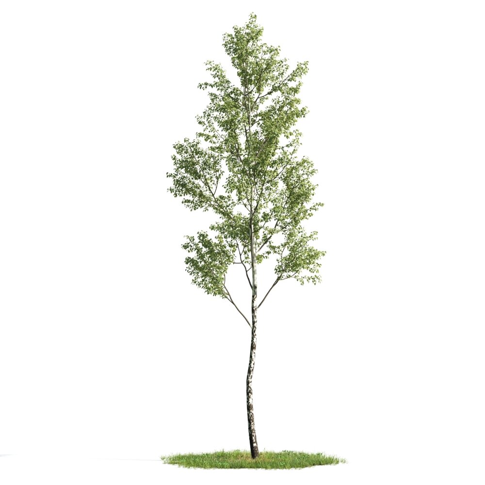 Solitary Tree 03 3D модель