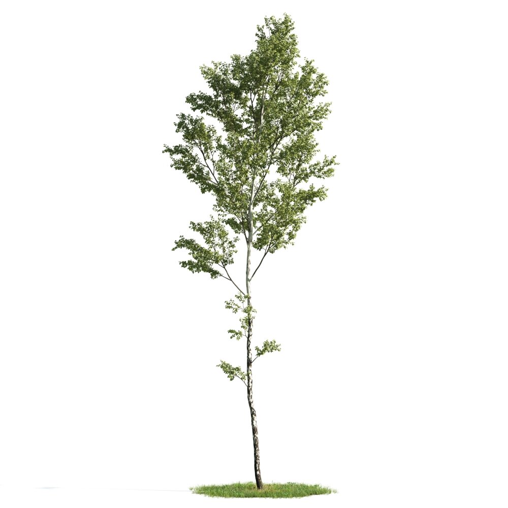 Solitary Young Tree 3D model