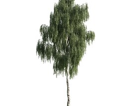 Weeping Willow Solitude Modèle 3D