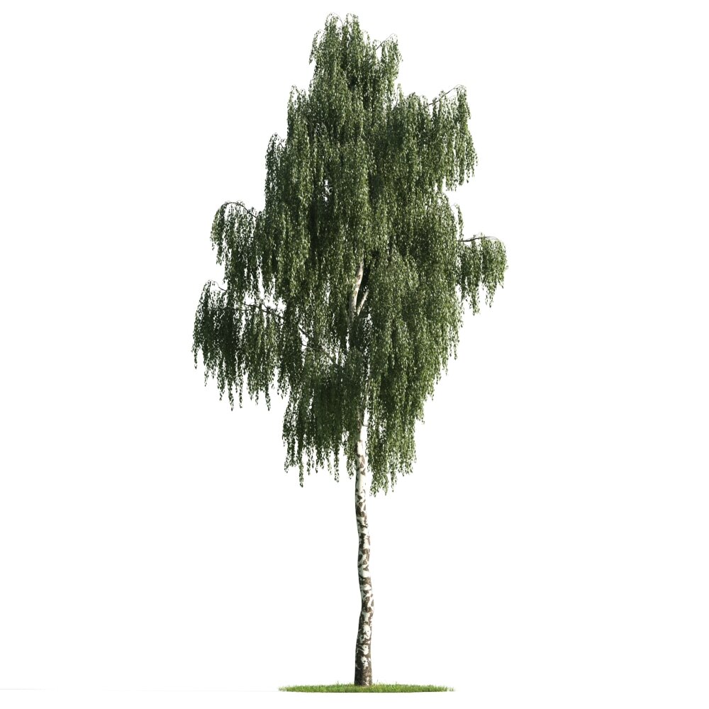 Weeping Willow Solitude 3D 모델 