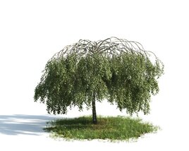 Solitary Willow Tree 3D model