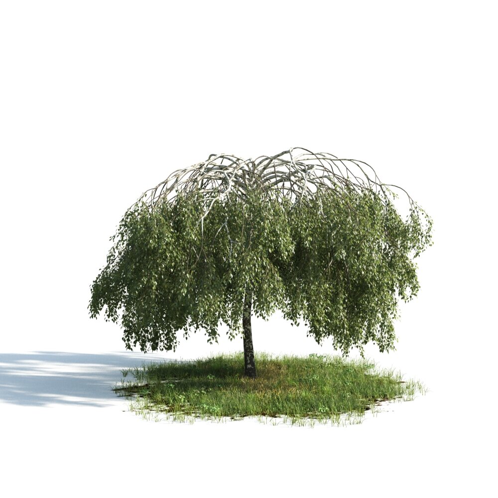 Solitary Willow Tree Modèle 3d