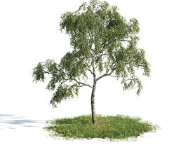 Lone Tree on a Grassy Patch 3D model