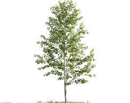 Solitary Tree 04 3Dモデル