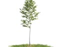 Solitary Tree 05 3D模型