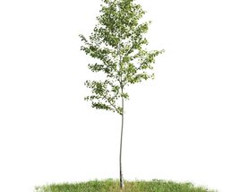 Solitary Tree 05 3D model
