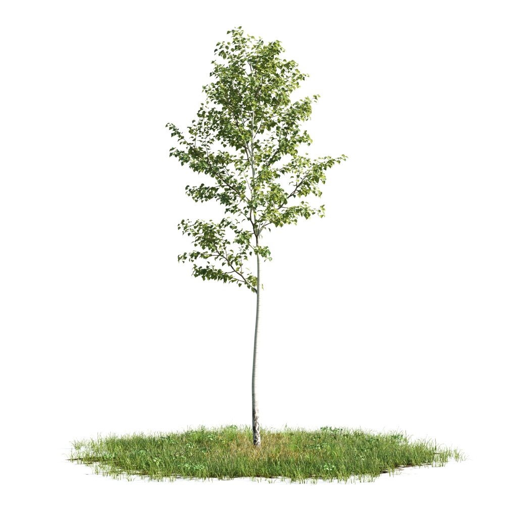 Solitary Tree 05 Modello 3D